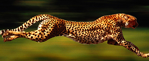 Cheetah | Make Your Landing Pages Convert Faster Than a Cheetah on Steroids